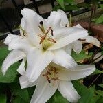 Lilium candidum 花