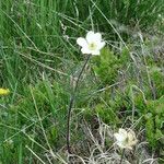 Pulsatilla alpina Habit