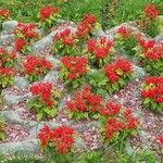 Salvia splendens Hábito