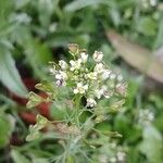 Capsella bursa-pastoris Flower