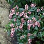 Pieris japonica പുഷ്പം