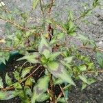 Persicaria lapathifolia Likasa