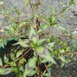 Persicaria lapathifolia Leaf