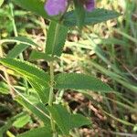 Stachys palustrisBlad