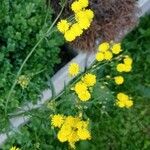 Crepis capillarisFlower