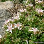 Sedum niveum Habitus