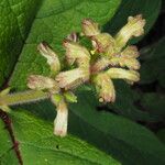 Triosteum pinnatifidum Floare