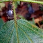 Miconia crenata ഫലം