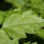 Oenanthe sarmentosa Leaf