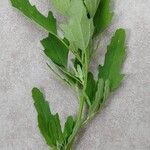 Chenopodium ficifolium Leaf