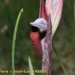 Serapias strictiflora Flower