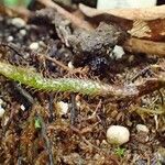 Microgramma lycopodioides Облик