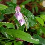 Impatiens rosea