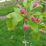 Malus spectabilis Fuelha