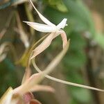 Aerangis arachnopus Flor