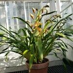 Cymbidium tracyanum Habitus