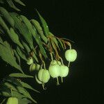 Mabea subsessilis Плод