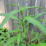 Polygonum lapathifoliumLeaf