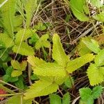 Potentilla simplex Feuille