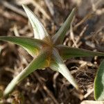 Damasonium polyspermum Hedelmä