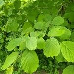 Corylus cornuta 叶