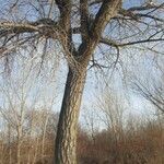 Ulmus thomasii Bark