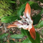 Freycinetia verruculosa Flor
