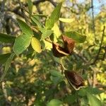 Schrebera alata Hoja