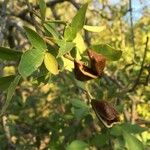 Schrebera alata Leaf