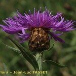 Centaurea decipiens Flor