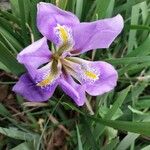 Iris unguicularis Květ