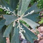 Tarchonanthus trilobus Otro