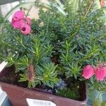 Daboecia cantabricaFlower