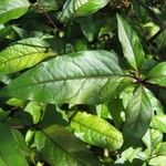 Plumbago zeylanica Leaf