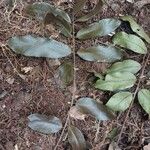 Amphimas pterocarpoides Leaf
