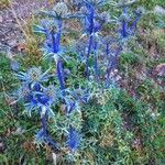 Eryngium bourgatiiFlor