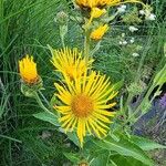 Inula magnifica Flower