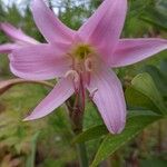 Crinum × powellii Flower