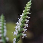 Spiranthes ovalis Flower