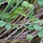Medicago murex Otro