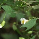 Thunbergia nepalensis