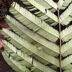 Piptadeniastrum africanum Leaf