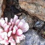 Trifolium pallescens 花