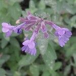 Nepeta × faassenii Floare