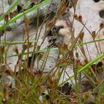 Juncus bufonius Habit