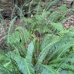 Blechnum spicant Habitatea