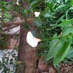 Zantedeschia aethiopica Blüte