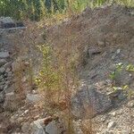 Epilobium brachycarpum Συνήθη χαρακτηριστικά