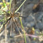 Bidens subalternans Fruto