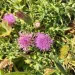 Cirsium acaule Blüte